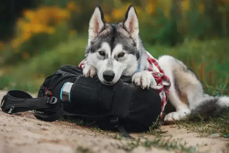 Husky dog lying on a back pack.