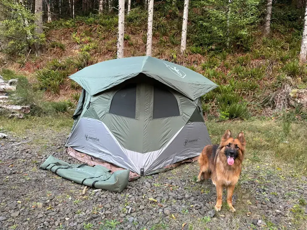 German Shepherd dog standing in front of a Gazelle tent.