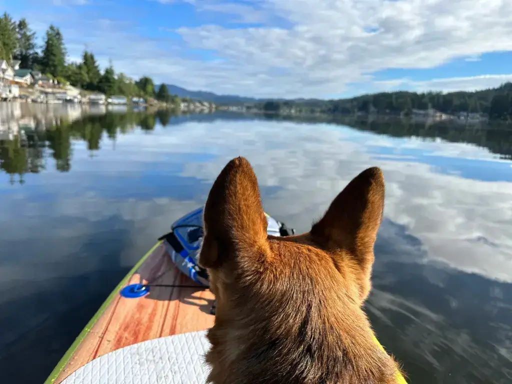 German Shepherd dog on a paddleboard.