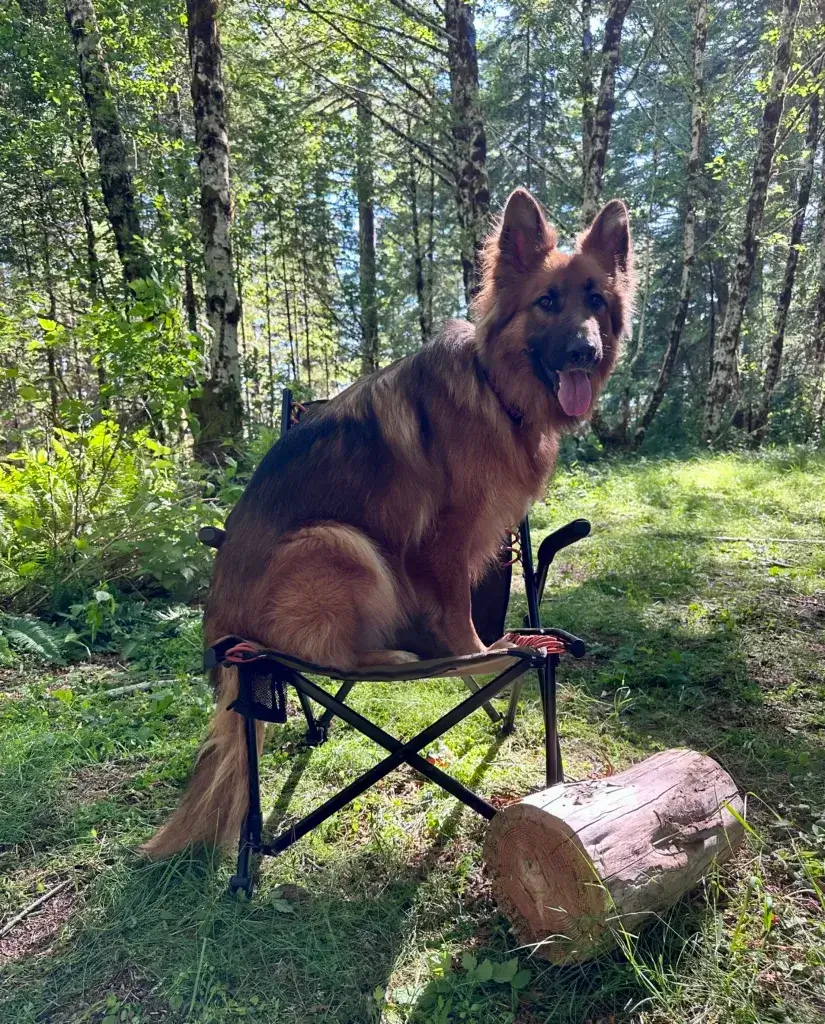 German Shepherd dog sitting on a camping chair.