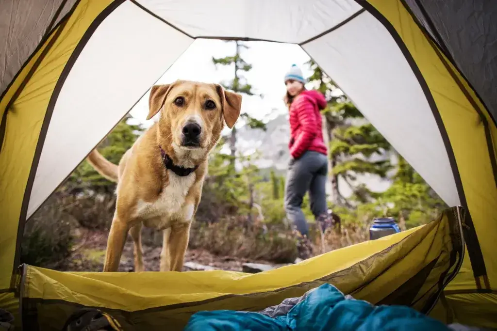 Portrait of dog standing by woman seen through tent.
