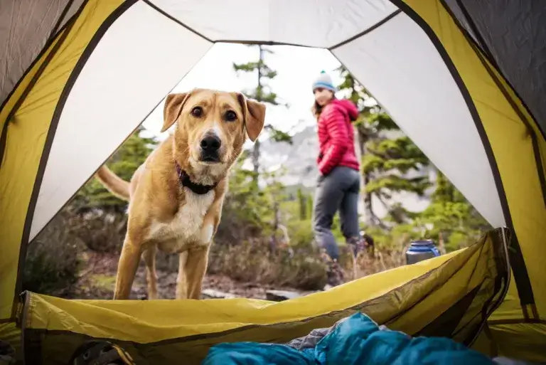 Portrait of dog standing by woman seen through tent.