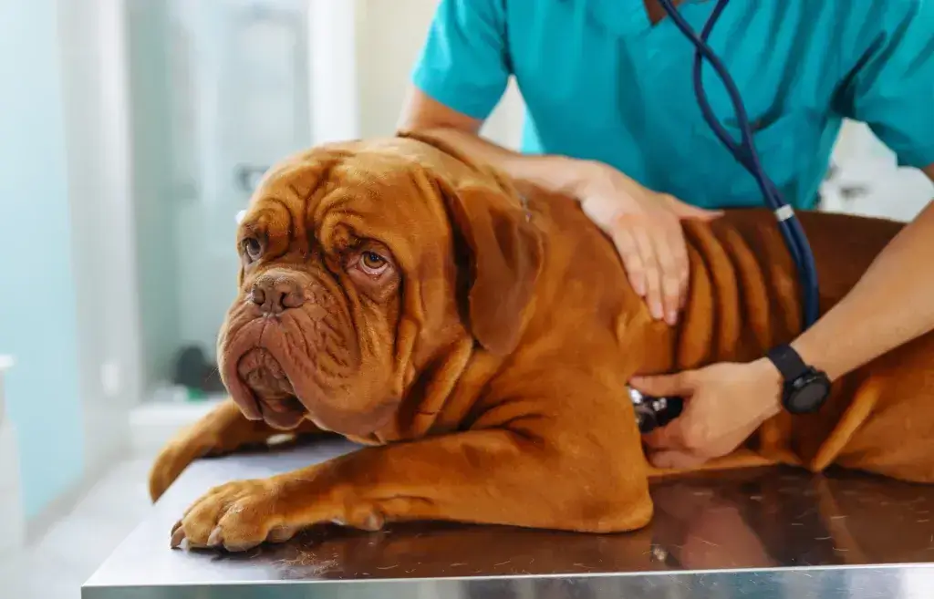 Young man veterinarian examining dog on table in veterinary clinic.