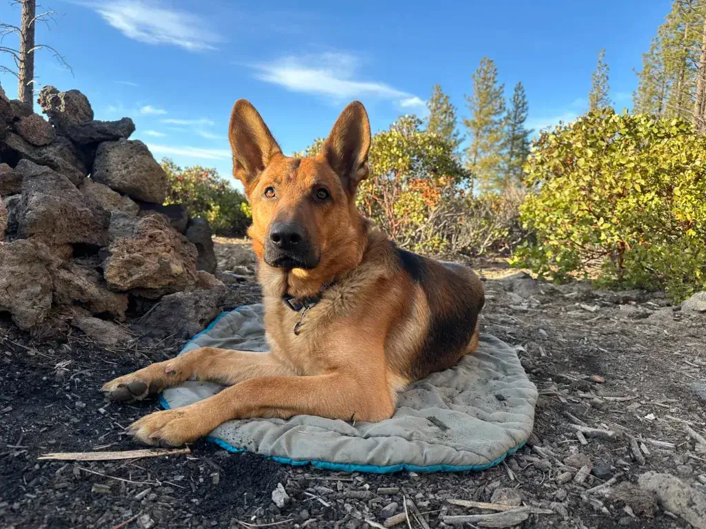 Camping with a dog in hot weather - German Shepherd dog laying on a cooling pad.