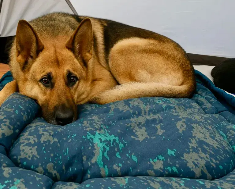 German Shepherd dog lying on Ruffwear Basecamp bed.
