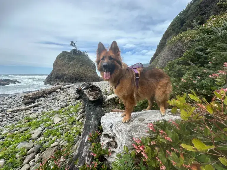 German Shepherd dog at the beach.