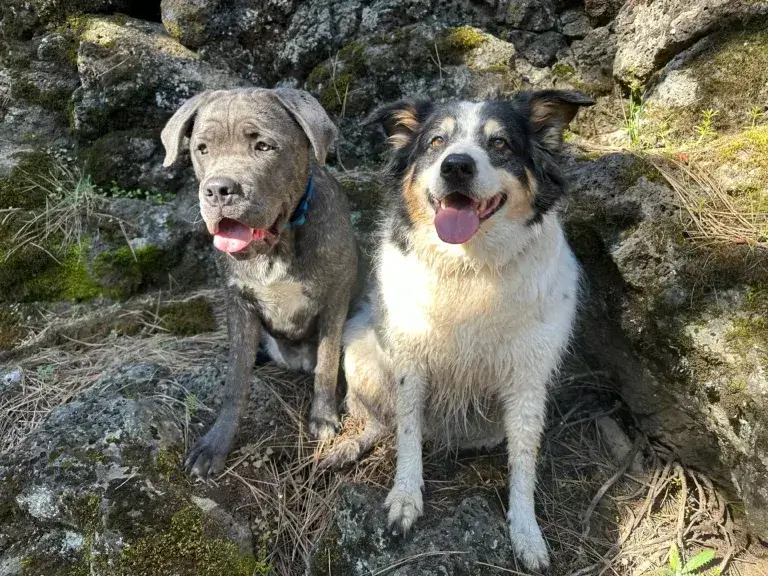 two dogs sitting on rocks