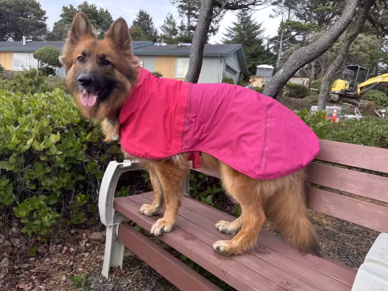 German Shepherd dog wearing a Ruffland dog rain coat.