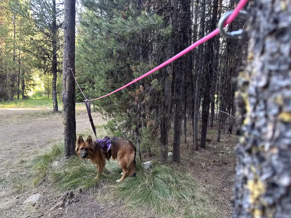 German Shepherd dog tied to a diy dog zip line between two trees at camp.