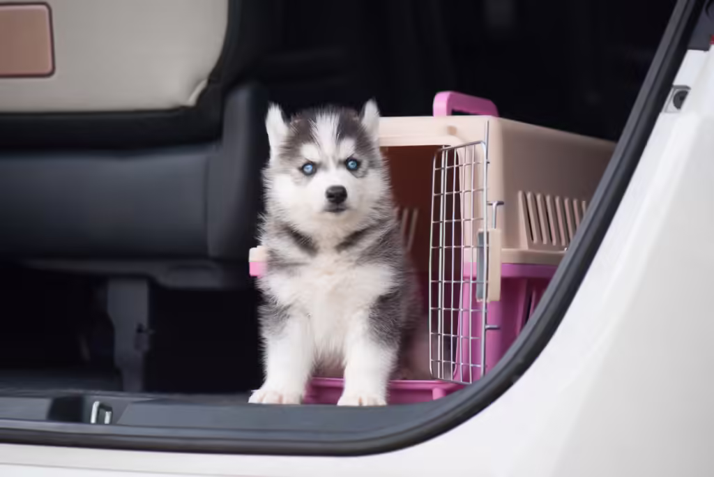 Cute siberian husky puppy sitting in a travel box
