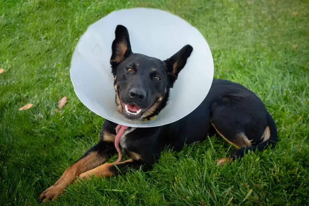 Dog lying on the grass wearing a medical plastic cone.