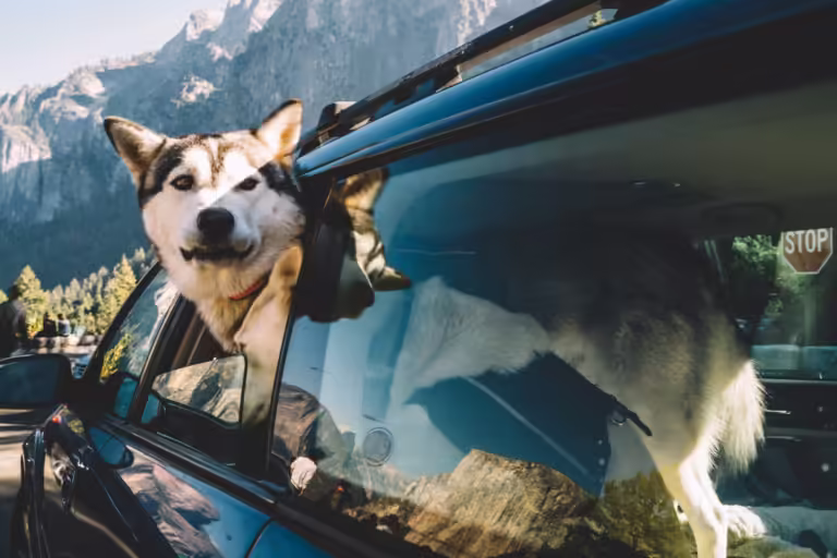 Siberian husky sticks head out of car window during trip to wild mountains on summer weekend, obedient grey dog looking around on nature from automobile while driving to National Park on vacation