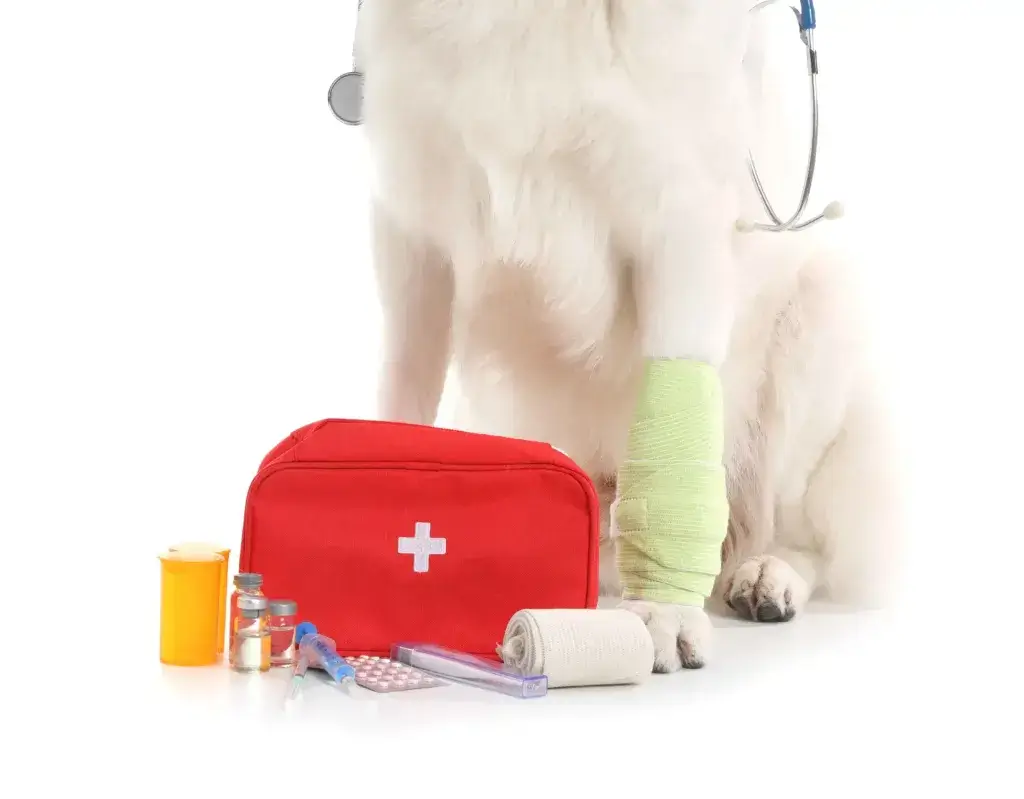 White dog with a bandage on his leg sitting next to a first aid kit.