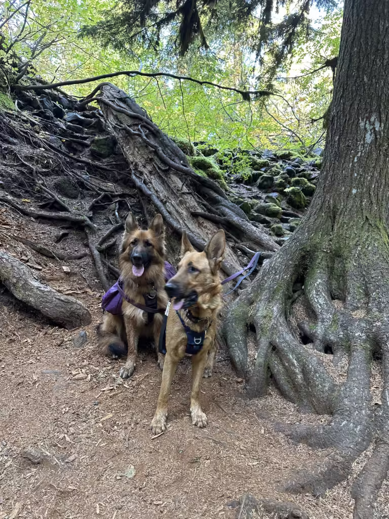 Two German Shepherd dogs on a hike sitting next to a tree.