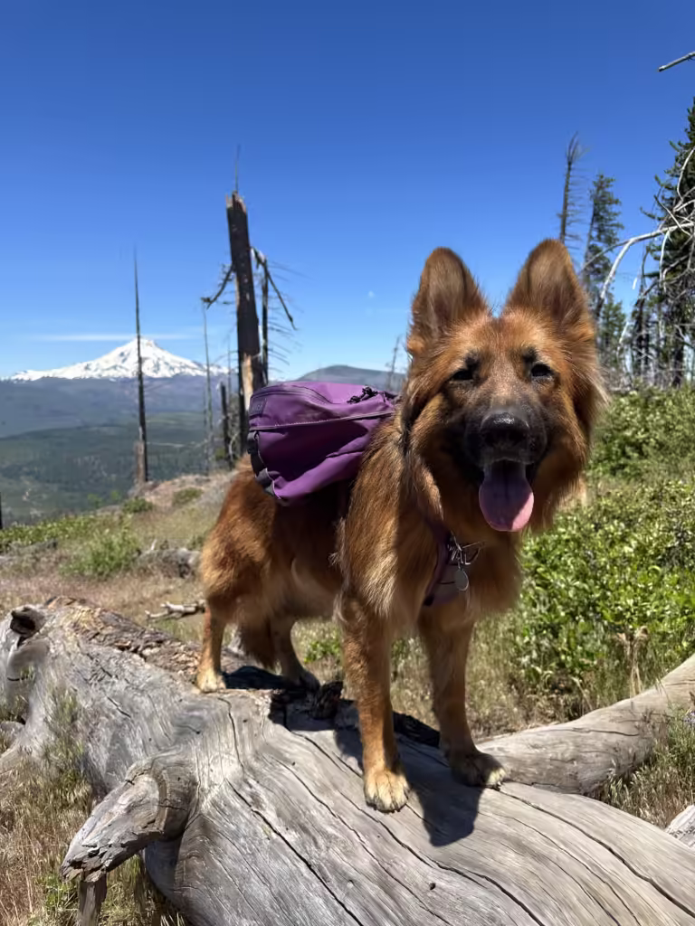 German Shepherd dog wearing the Saker Canyon Ascension harness.