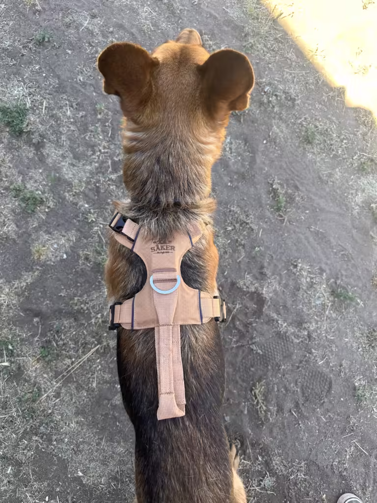 Overhead view of a German Sheperd dog wearing Saker Canyon harness.
