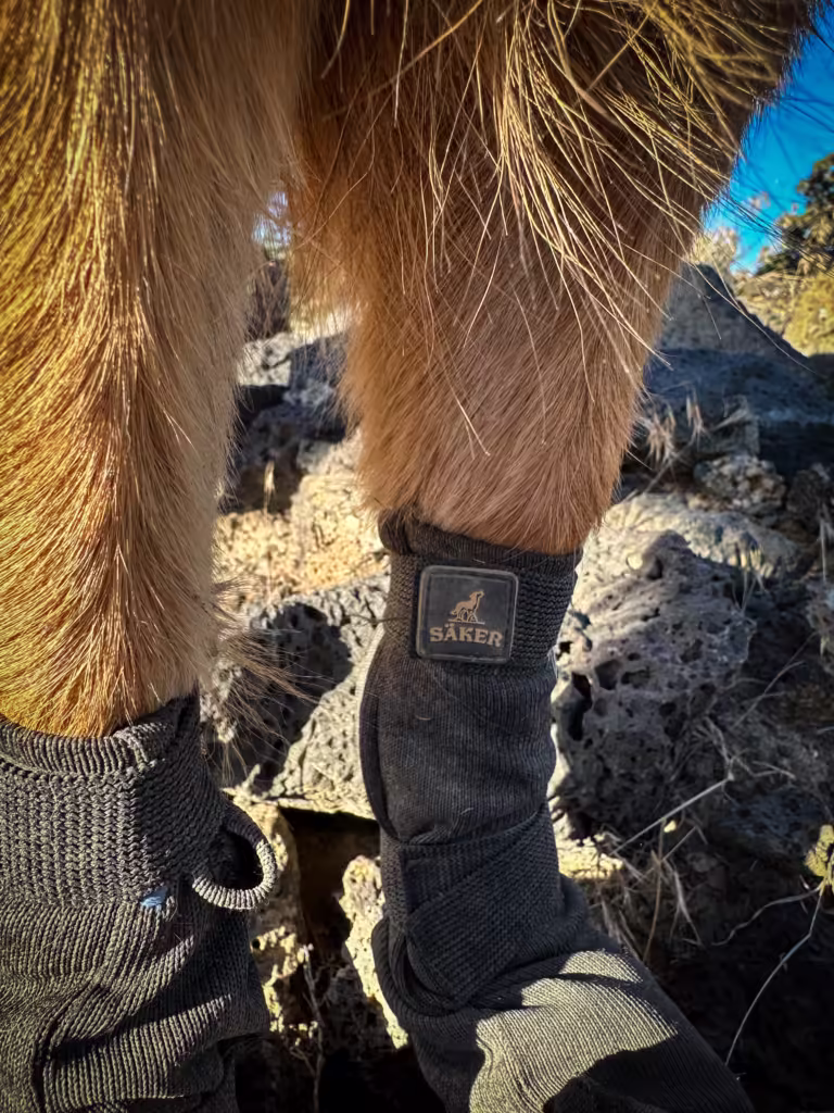 German Shepherd dogs legs wearing Long Compass Boots.