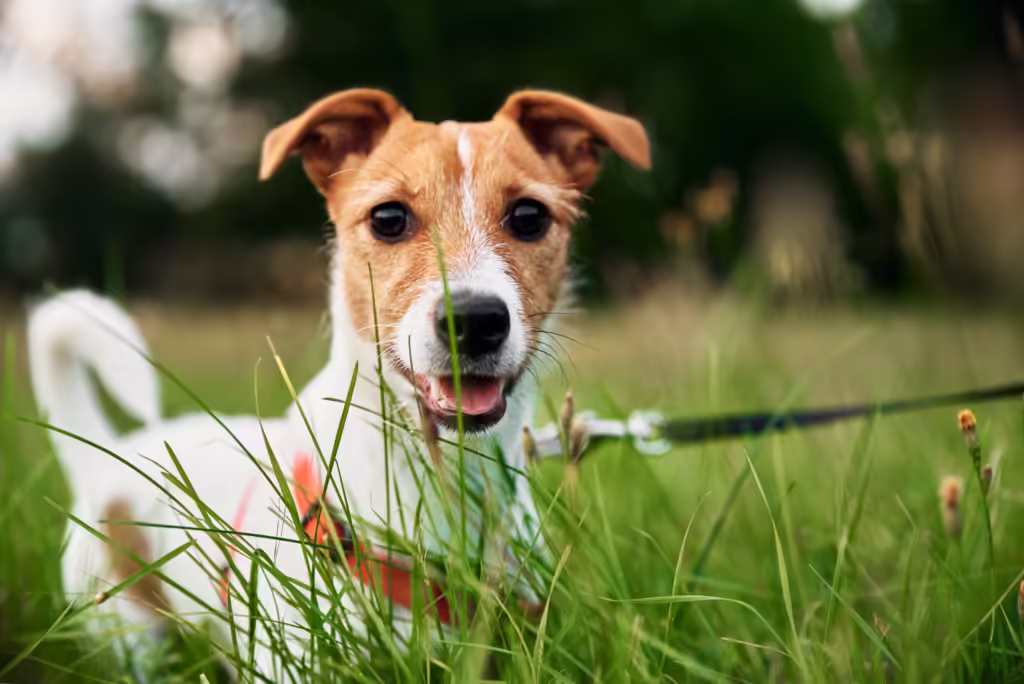 Dog on grass in a summer day. Jack russel terrier puppy portrait.