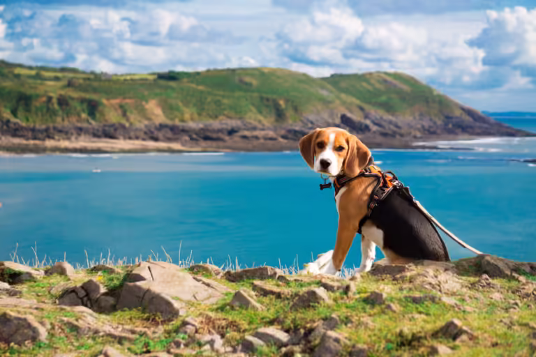 Beagle at Caswell Bay beach, Wales.