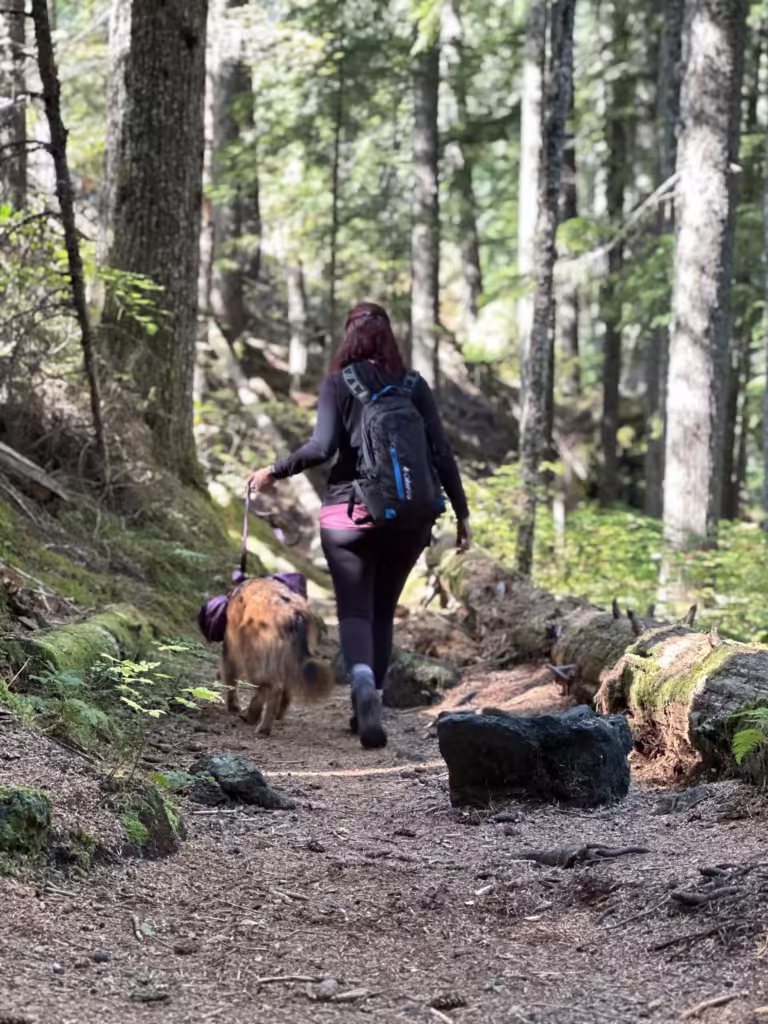 Woman and German Shepherd dog hiking in a forest.