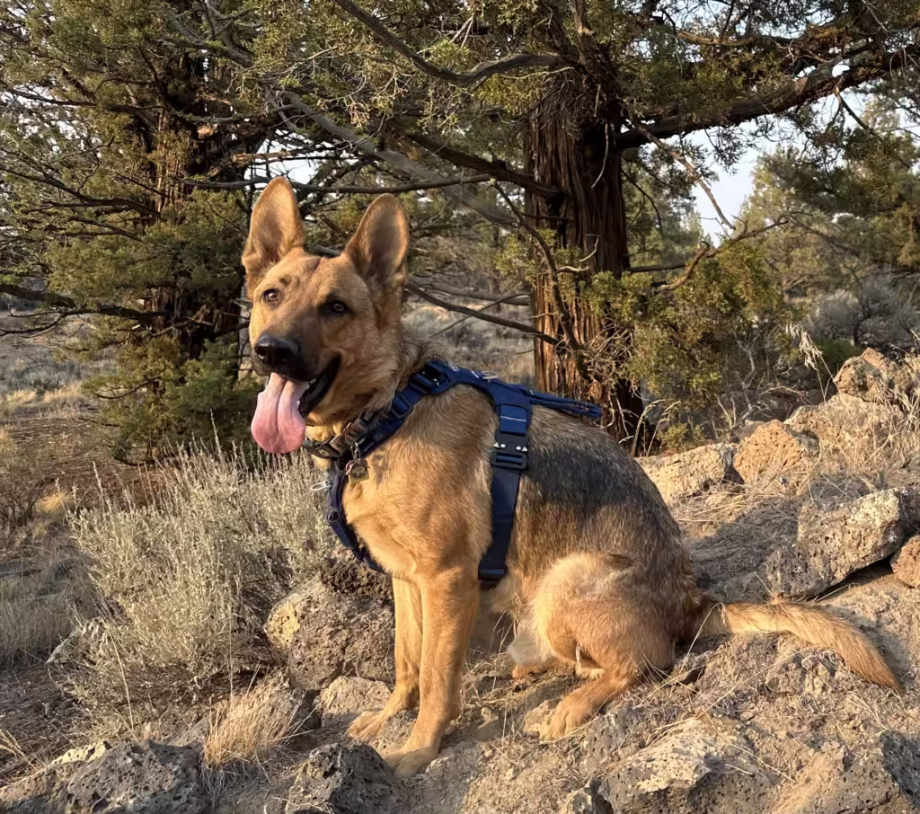 German Shepherd dog sitting down outside and wearing a Saker Canine Canyon Pro harness.