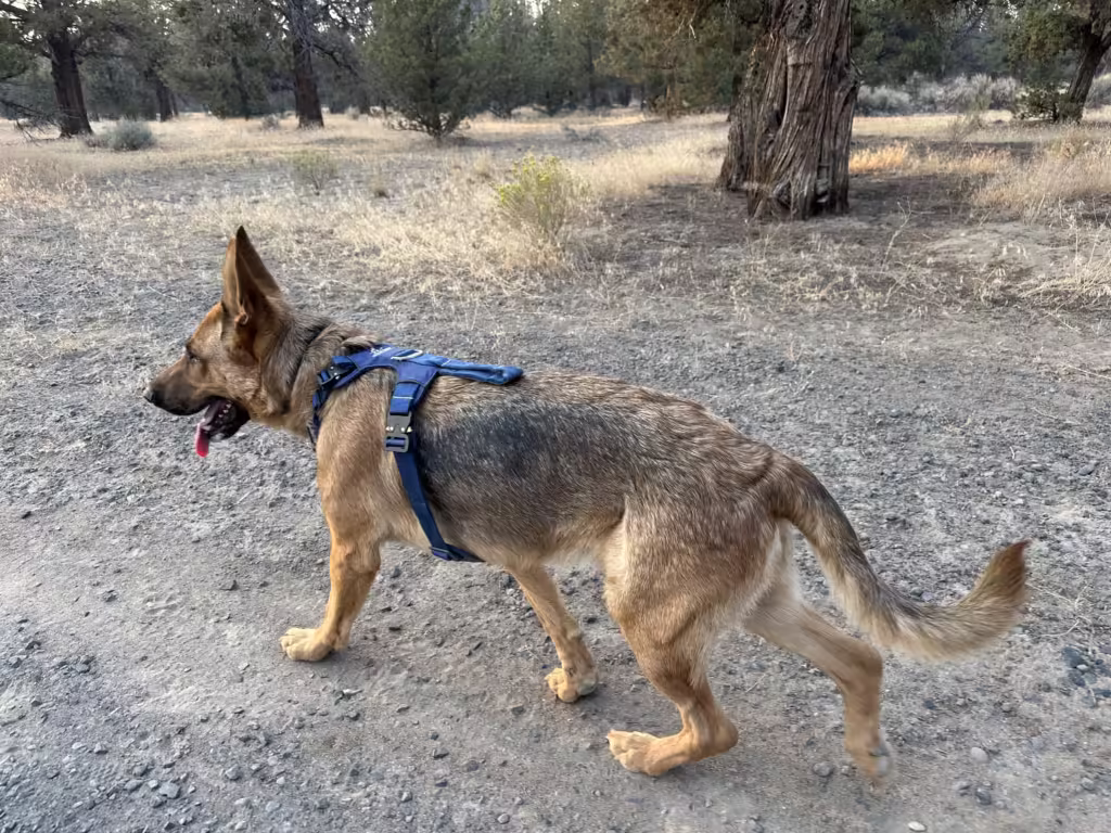 German Shepherd dog on a walk wearing a Saker Canine Canyon Pro harness.