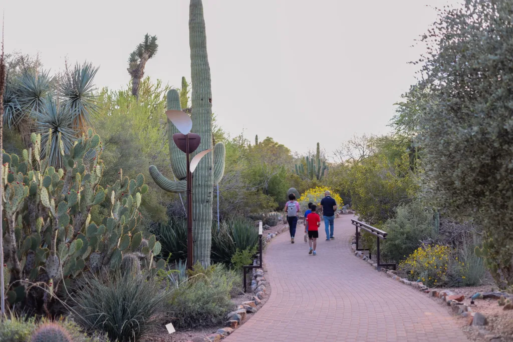 People walking through a desert botanical garden with cactus.