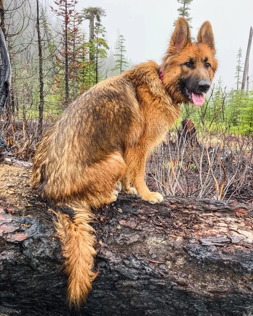 German Shepherd sitting on a log in the forest.