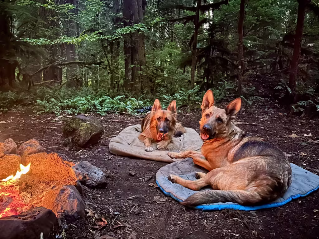 Two German Shepherd dogs laying on ChuckIt dog beds next to a campfire at dusk.