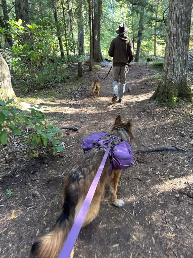 Two German Shepherd dogs hiking through the forest.