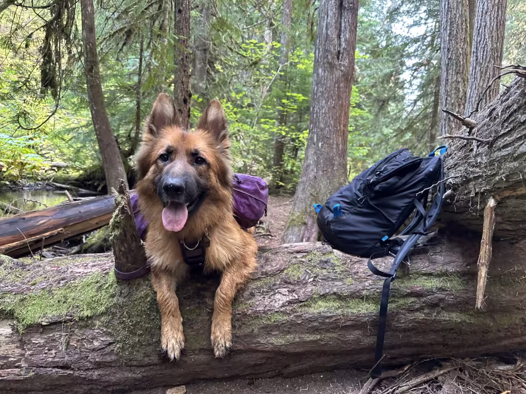 German Shepherd dog resting on a log in the forest during a hike.