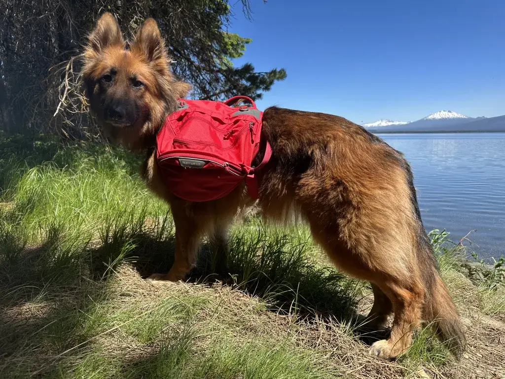 German Shepherd dog on a hike wearing a red Ruffwear backpack.