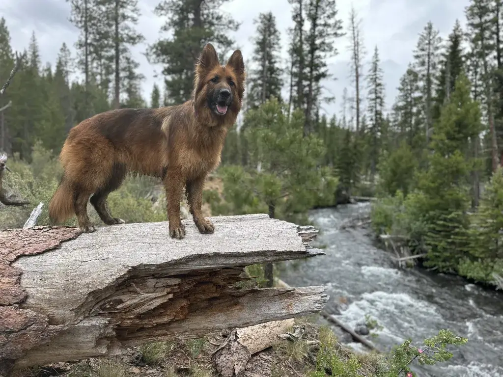 German Shepherd standing on a big rock next to a river.