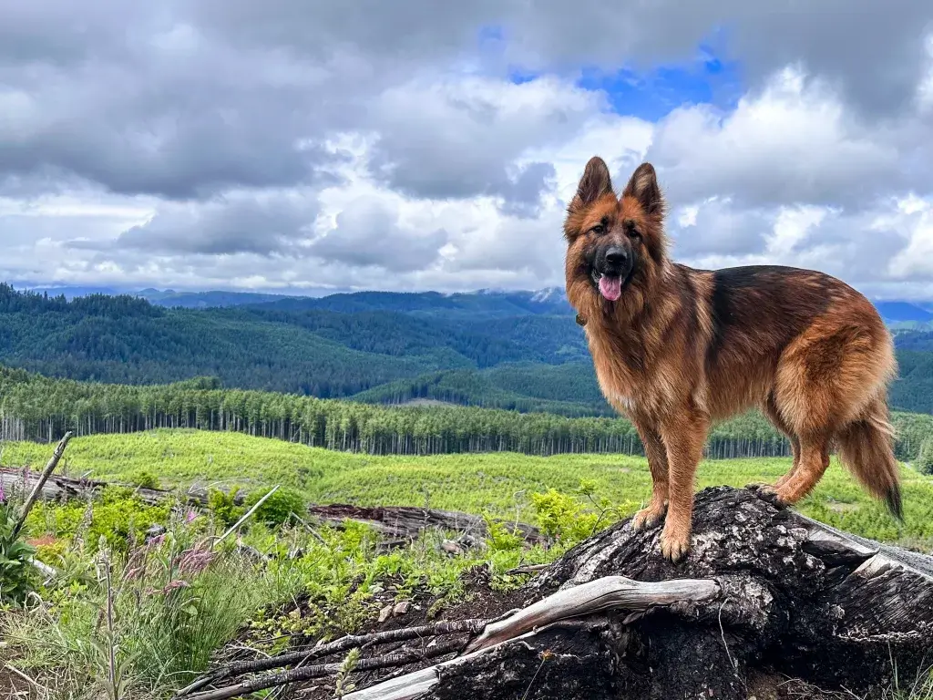 German Shepherd on a hike in the mountains.