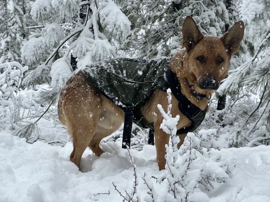 German Shepherd dog wearing a green jacket winter camping in the snow.