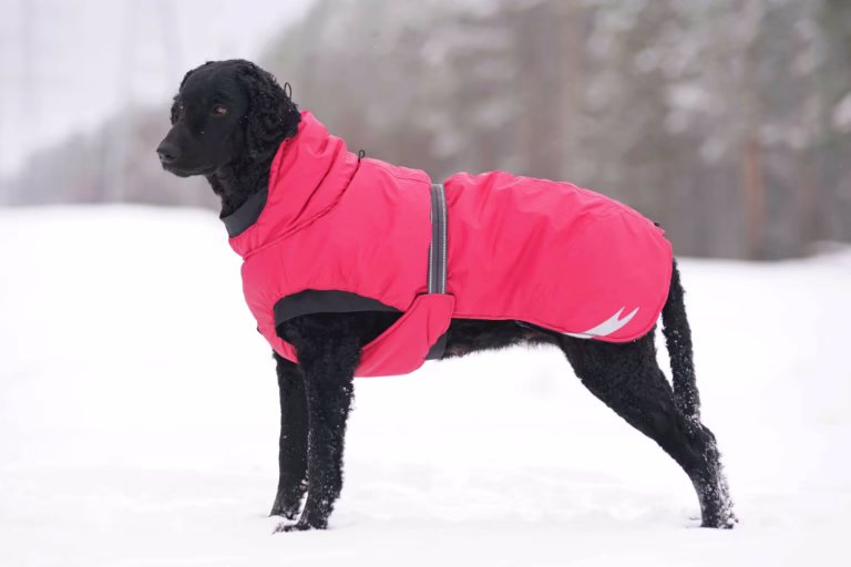 Large black dog in the snow wearing a pink jacket.