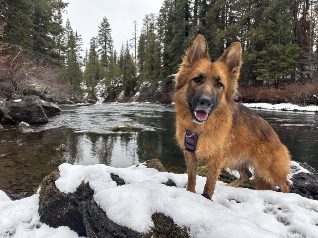 German Shepherd standing on a snowy river bank looking happily at the camera.