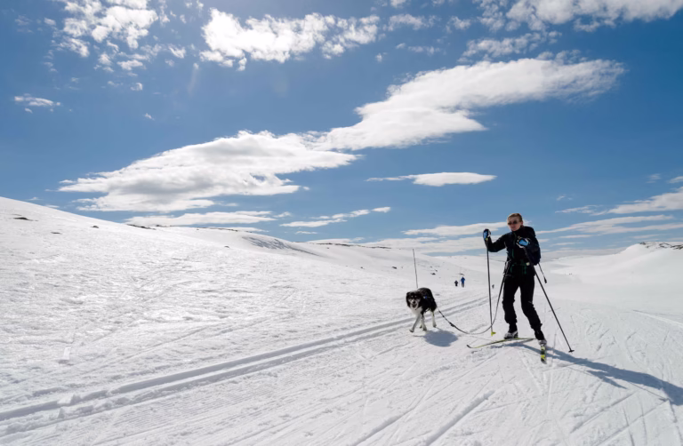 Man cross country skiing with a dog.