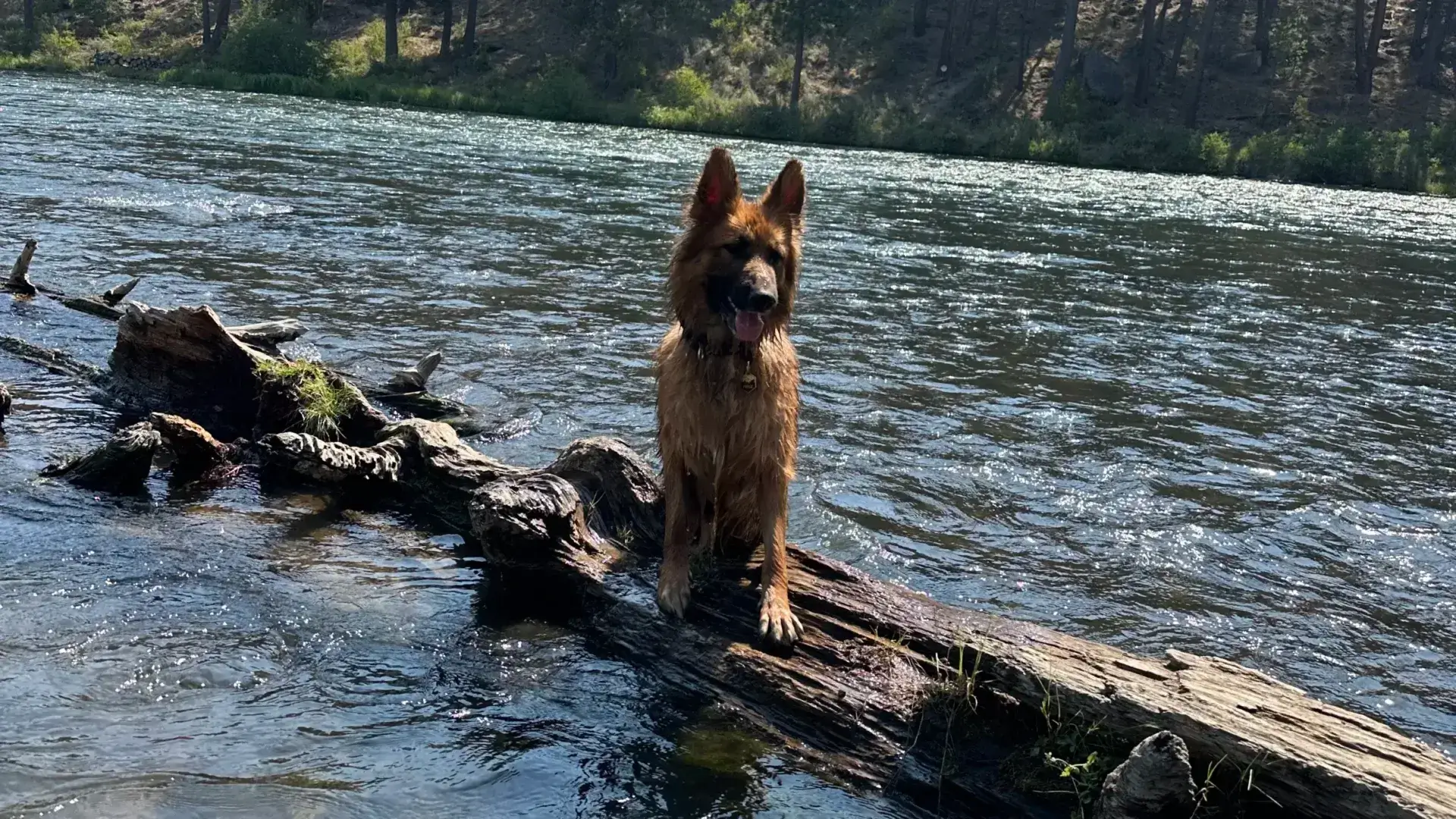 German Shepherd dog sitting on a log in the river.