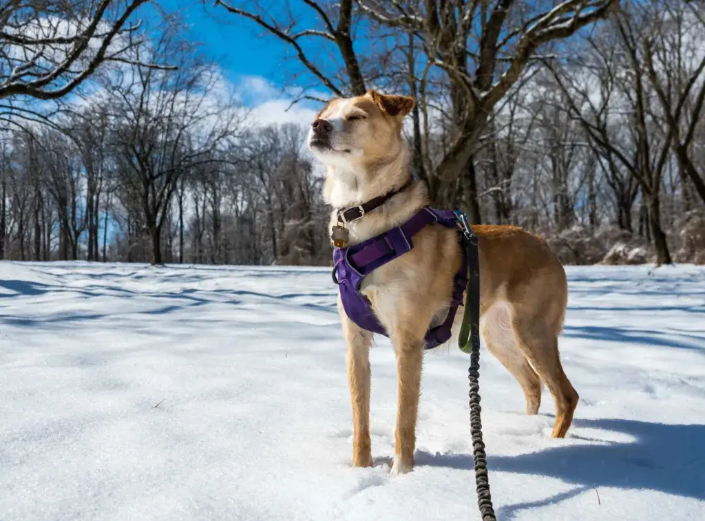 Dog in the snow wearing a purple harness and stretchy leash.