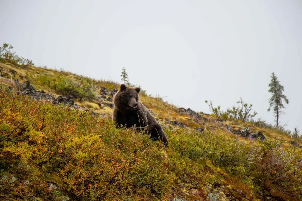 Large brown bear lying in a field.