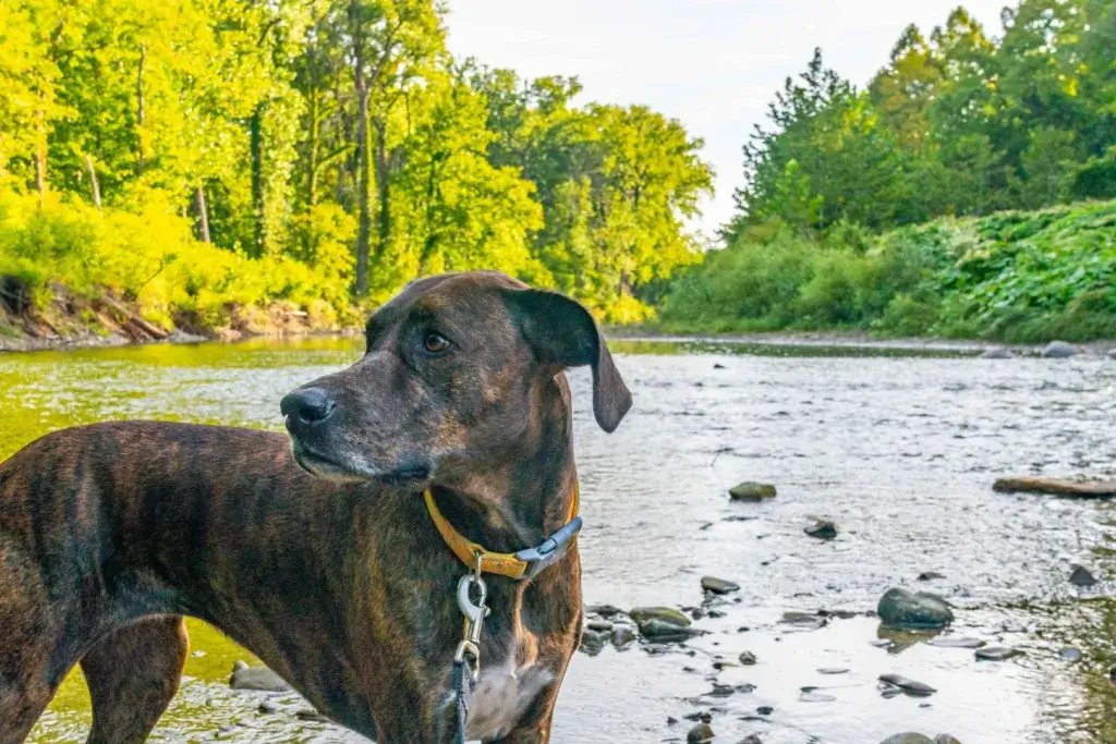 Brindle dog standing next to a lake.