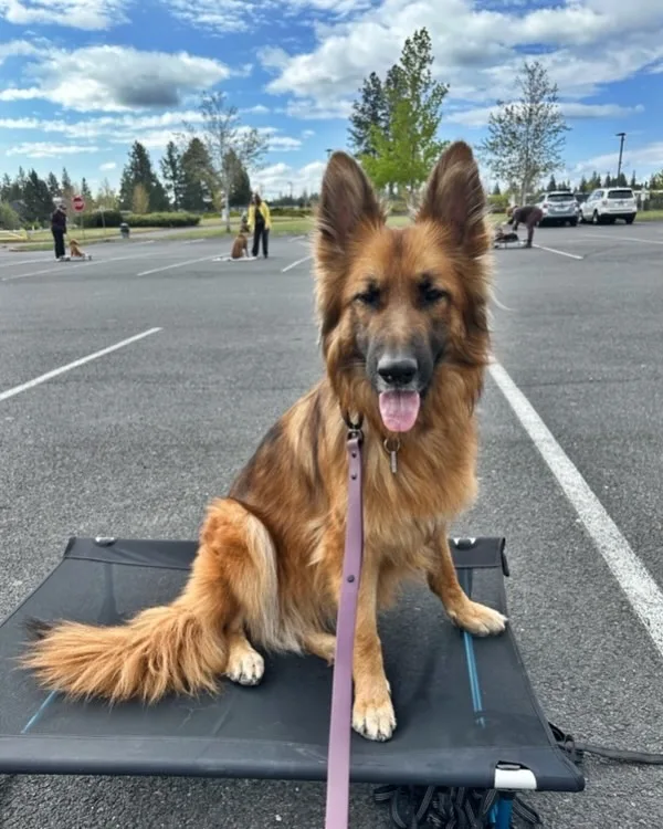 German Shepherd dog on the Helinox Dog Cot at a dog training class.