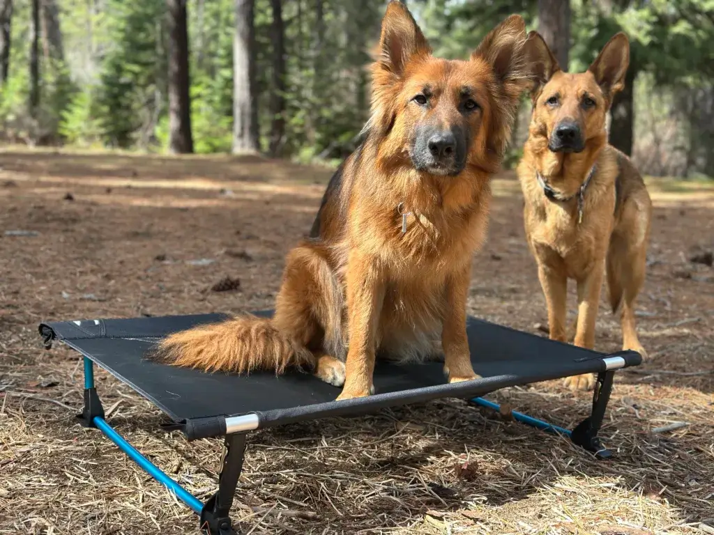 Two German Shepherds, one is sitting on a helinox dog cot.