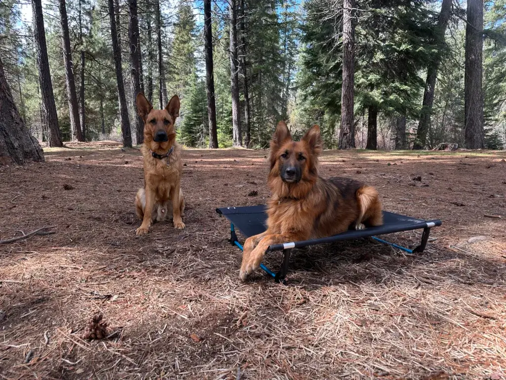 German Shepherd dog lying on a Helinox dog cot at camp with another German Shepherd sitting next to her.