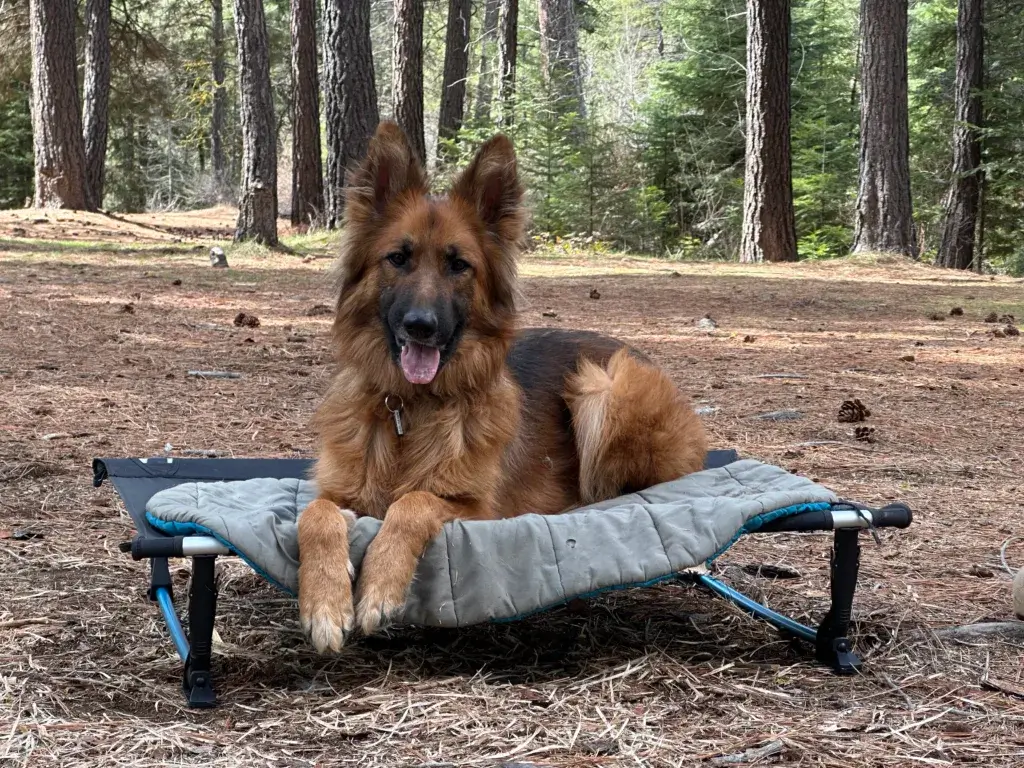 German Shepherd happily lying on a Helinox Dog Cot
