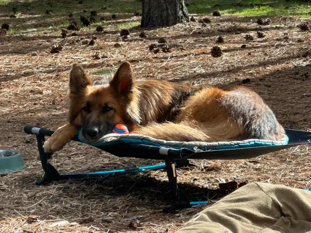 German Shepherd dog laying on a Helinox dog cot with her ball.