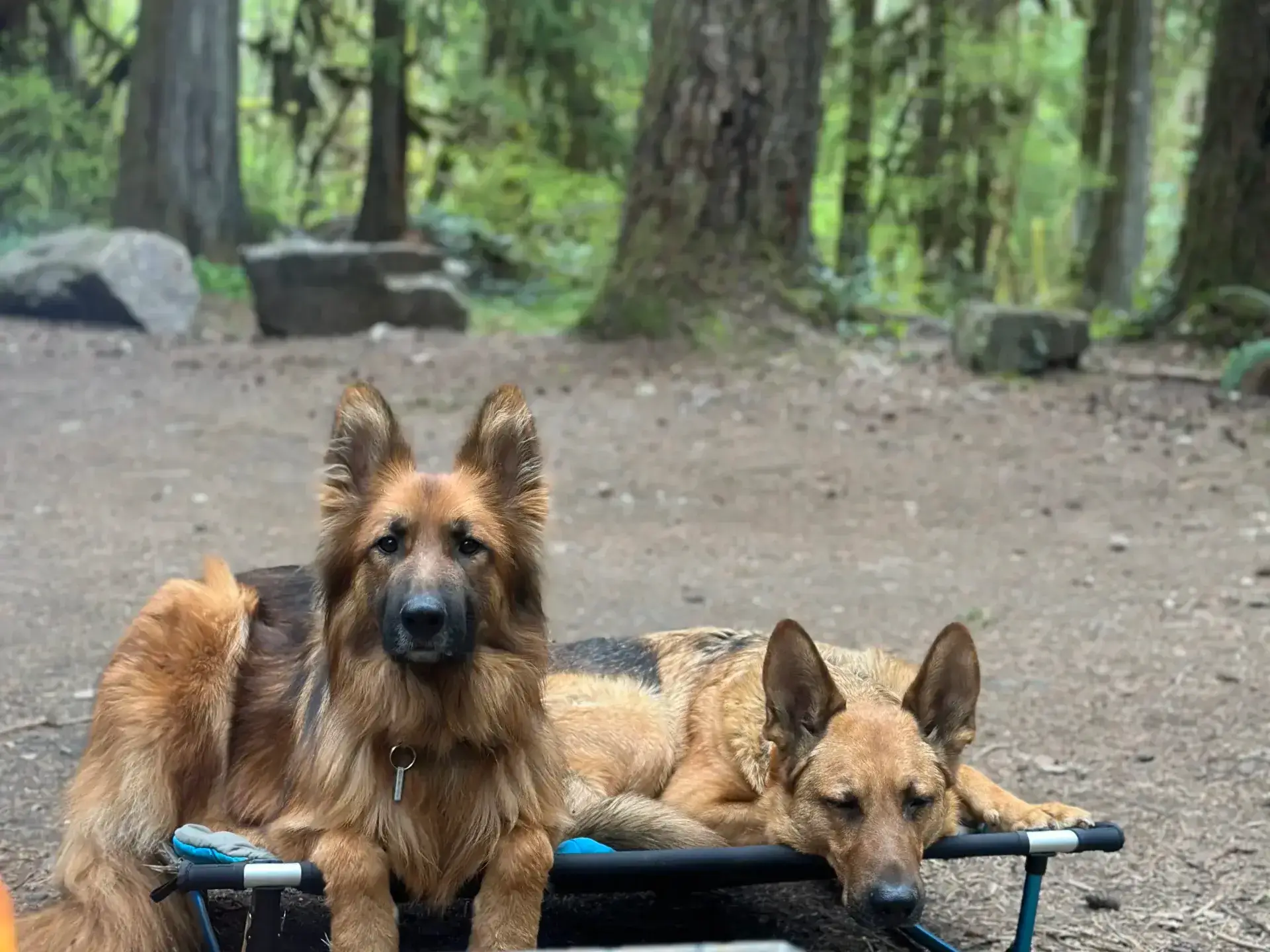 Two German Shepherds lying down on a Helinox Dog Cot in the forest next to a campfire.
