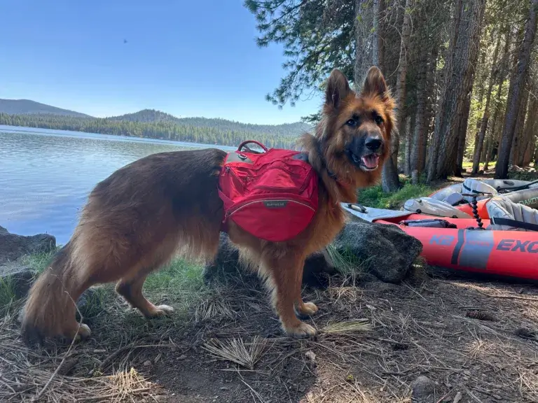 German Shepherd dog wearing a red Ruffwear Palisades backpack.