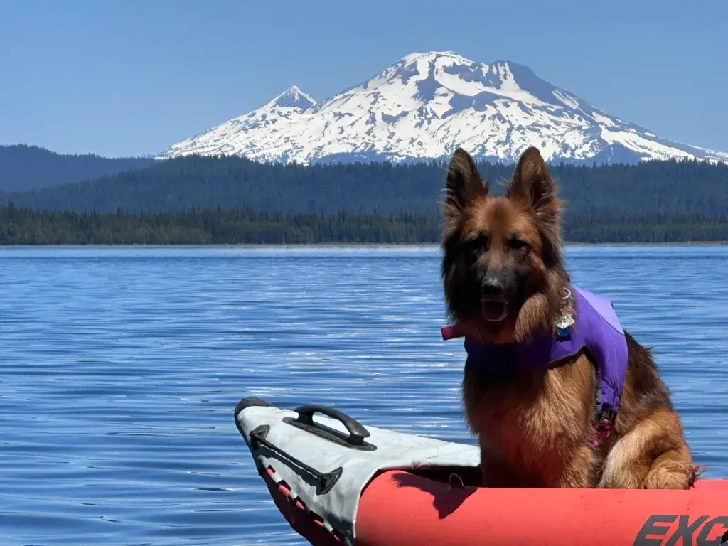 German Shepherd dog wearing a purple Ruffwear Float Coat in a kayak with a snow capped mountain in the background.